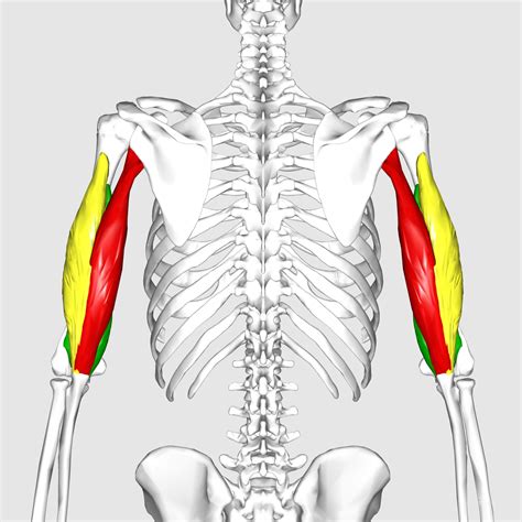 Triceps And Biceps Anatomy