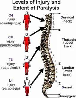 Regeneration After Spinal Cord Injury