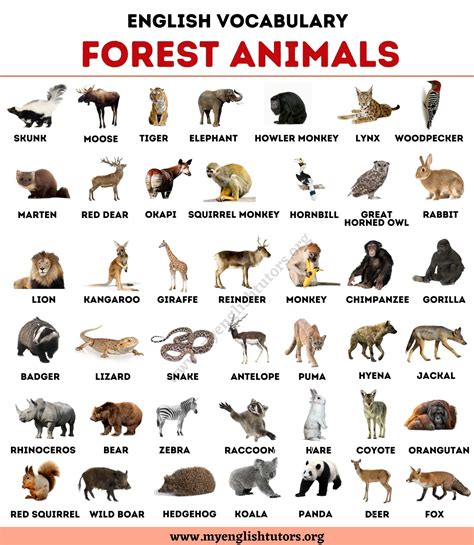 Forest Animals: List of 40+ Animals Living in the Forest - My English ...