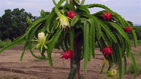 Dragon Fruit Plant Growth Stages