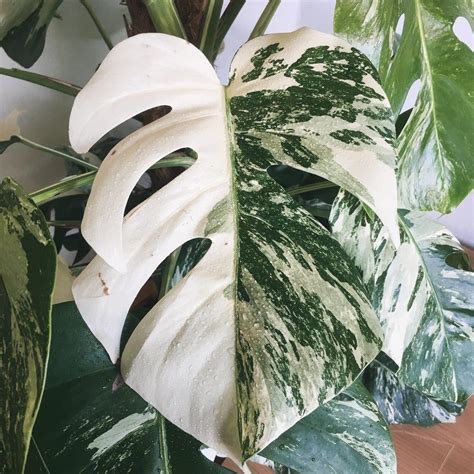 Monstera Constellation - MONSTERA