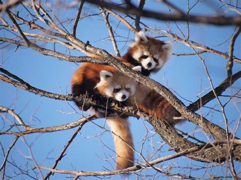 Red Panda in India: Where to Find, Characteristics, Conservation Status ...