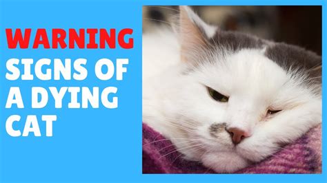 Dying cat signs and symptoms | how to know your cat is near to die ...