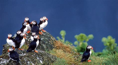 Puffin Hunting In Iceland Gives A Unique Insight Into Climate Effects ...