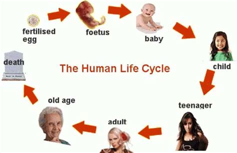 Human Life Cycle Vocabulary in English | Human life cycle, Life cycles ...