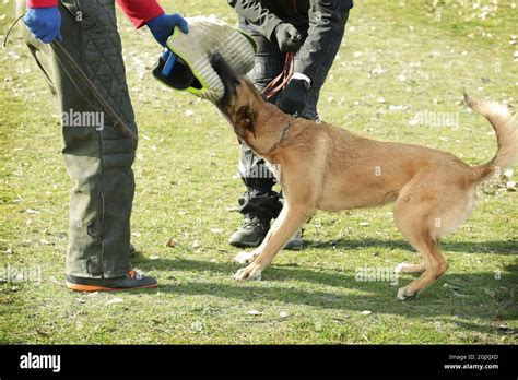 Training of working dog outdoors Stock Photo - Alamy