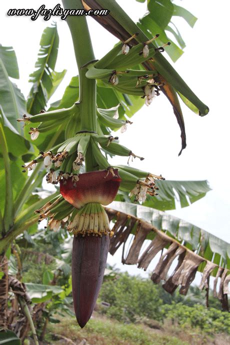 Jantung Pisang | Segalanya Tentang Tumbuhan...