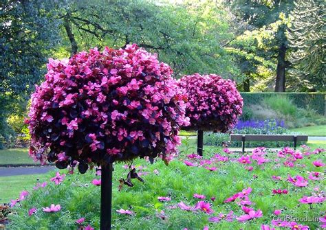 "Garden of Flowers & Trees" by Chris Goodwin | Redbubble