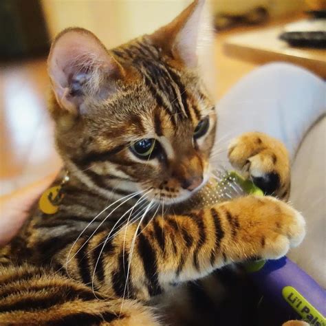 Pin on cute animals | Toyger cat, Tiger cat breed, Cats and kittens