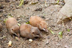 10 Tenrec Facts - Fact Animal