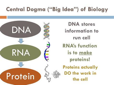 PPT - RNA & Central Dogma PowerPoint Presentation, free download - ID ...