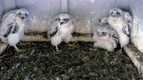 Watch Out For Baby Falcons On The Ground - Keweenaw Report