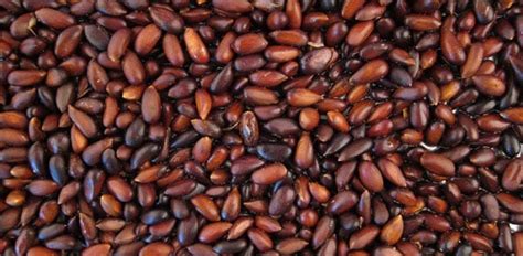 How to Harvest Pinon Pine Nuts