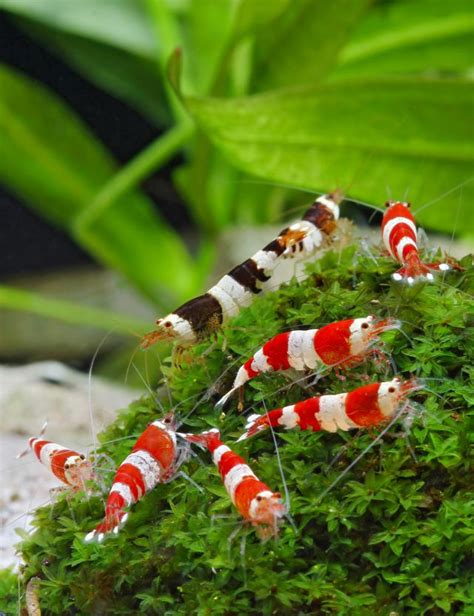 Shrimp in a planted tank - | Aquasabi | Aquasabi - Aquascaping Shop