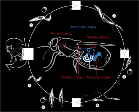 Schematic of the T. brucei life cycle inside the tsetse fly vector ...