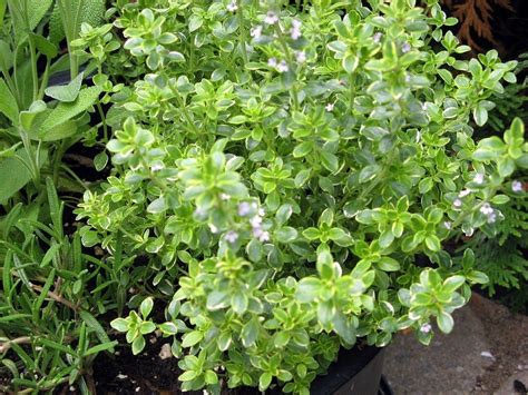 Lemon Thyme Care – Growing And Harvesting Lemon Thyme Herbs