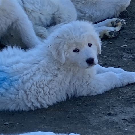 Maremma Sheepdog puppies for sale - Prancing Pony Farm Maremma ...