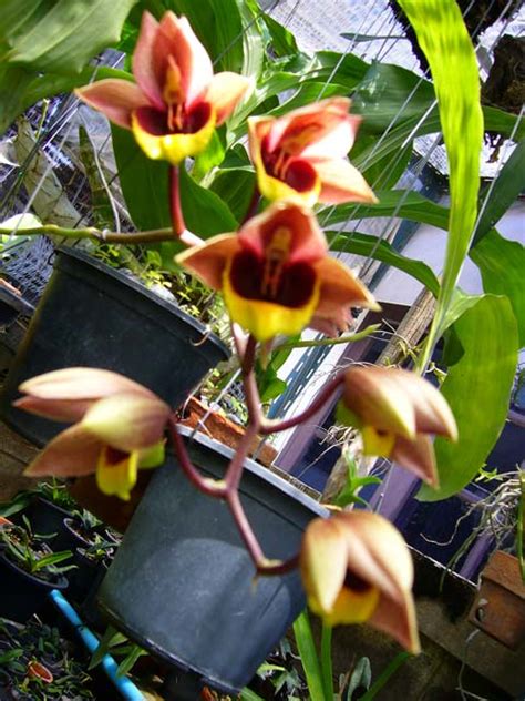 Catasetum Hybrid