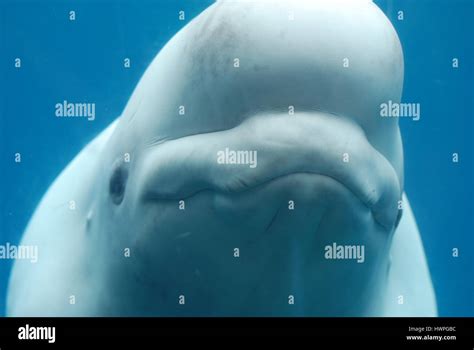 Smiling beluga whale swimming along underwater Stock Photo - Alamy