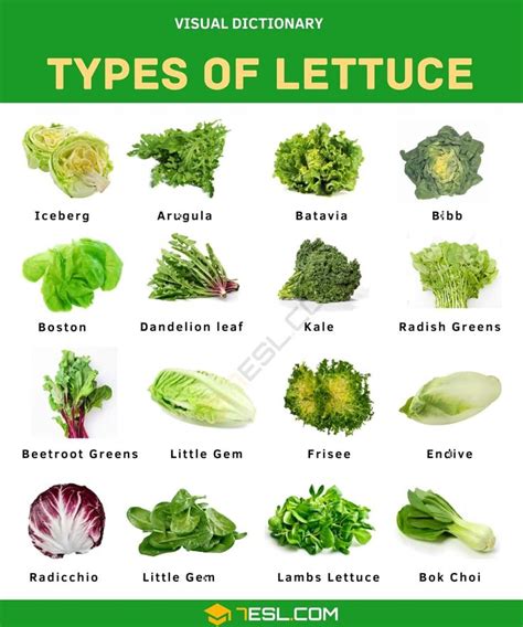 Types of Lettuce in English • 7ESL | Types of lettuce, Lettuce, Radish ...