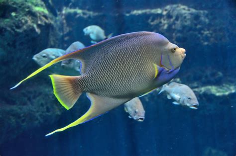 Tropical Fish Aquarium Saltwater - Free photo on Pixabay