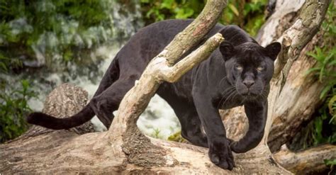 Black Panther Animal Hunting