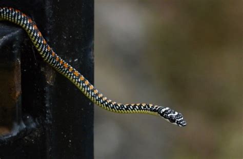 Paradise Flying Snake (Chrysopelea paradisi) – Bird Ecology Study Group