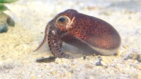 Evolution of Bobtail Squid Shaped by Major Biogeographic Events ...