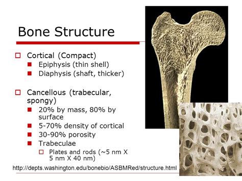 Cancellous Vs Cortical Bone