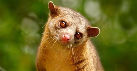 Kinkajou - A-Z Animals