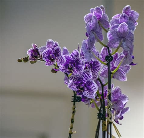 Purple Orchids Free Stock Photo - Public Domain Pictures