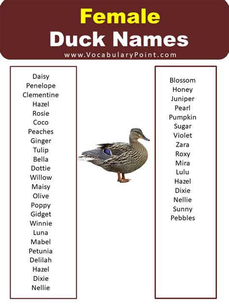 500+ Creative Duck Names for Your Adorable Feathered Friend