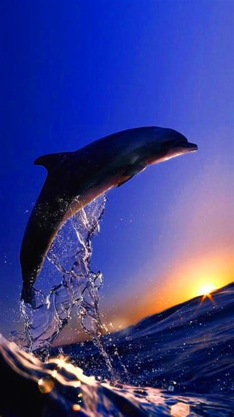 Sunset Dolphin Wallpaper - KoLPaPer - Awesome Free HD Wallpapers