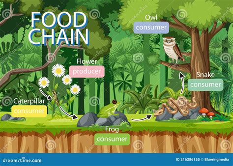 Jungle Food Chain Diagram