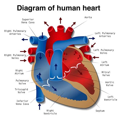 Heart Disease: Definition, Causes, Research