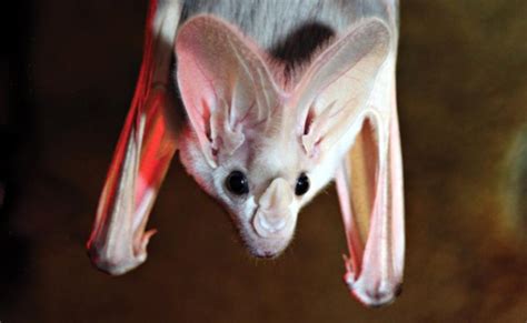 Macroderma gigas — the ghost bat | The West Australian