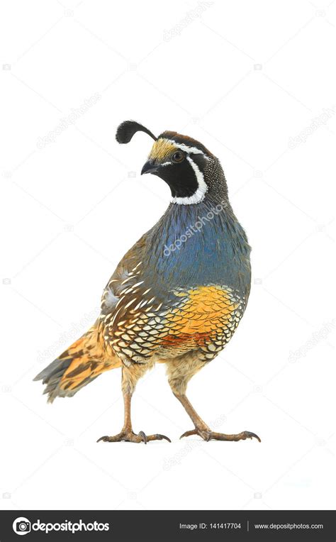 Male California Quail Stock Photo by ©bazil 141417704