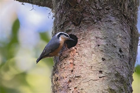 Red-Breasted Nuthatch | Bird Facts and Photos | Melissa Alves: Wildlife ...