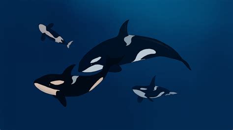 The Swimming Locomotion of Orcas and the way they Interact in a Pod