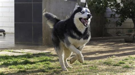 Siberian Husky Training | Puppy Training & Dog Boarding