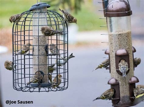 How to Clean a Bird Feeder | Wild River Audubon Society