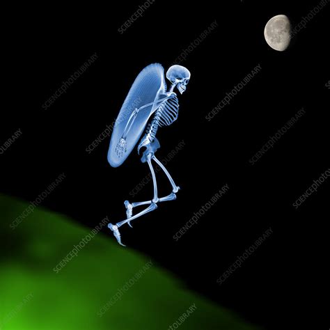 Flying skeleton - Stock Image - P100/0183 - Science Photo Library