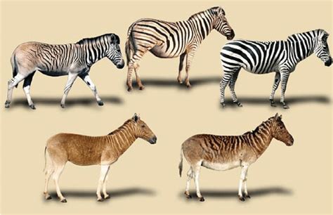 The morphological variability within living plains zebras and the ...