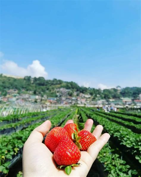 La Trinidad Strawberry Farm