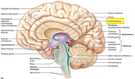 Choroid eye and choroid plexus function and choroid plexus tumors