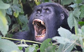 Uganda Safaris - Gorilla Tours & Wildlife Safaris | Walmark Rwanda Safaris