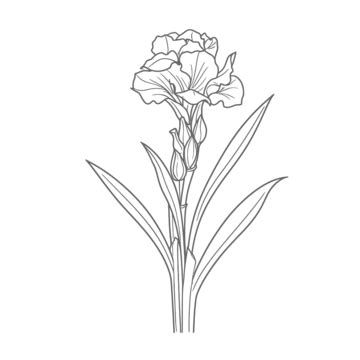 Gladiolus Outline Art PNG Transparent Images Free Download | Vector ...