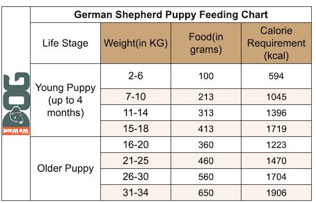 German Shepherd Feeding Chart – How Much to Feed? - WeWantDogs