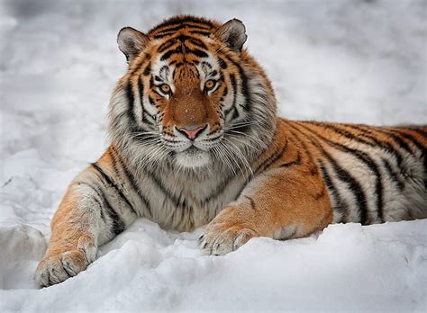 HD wallpaper: Cats, Tiger, Amur Tiger, Animal, Siberian Tiger, Snow ...