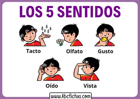 Los 5 sentidos para niños pequeños - ABC Fichas